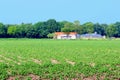 Dutch farmhouse crops patatoes fields plantation, Netherlands