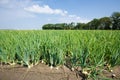 Dutch farmland with onions