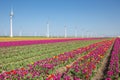 Dutch farmland with purple tulip field and big windturbines Royalty Free Stock Photo