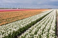 Dutch field of colorful tulips with windmills