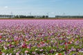 Dutch field with purple blooming anemones