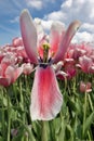 Dutch field purple tulips with white clouds in blue sky Royalty Free Stock Photo