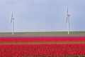 Dutch field of tulips with windmills behind it