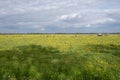 Dutch flat landscape with cows in a fresh green-yellow meadow with buttercups Royalty Free Stock Photo