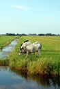 Dutch flat landscape with cows and grass fields Royalty Free Stock Photo