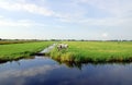 Dutch flat landscape with cows and grass fields Royalty Free Stock Photo