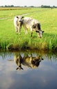 Dutch flat landscape with cows and grass fields Royalty Free Stock Photo