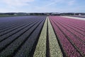 Dutch Flower fields in spring Royalty Free Stock Photo