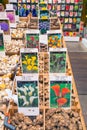 Dutch flower market, people in Amsterdam, Holland