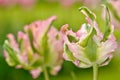 Dutch Flowers