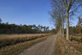 Dutch forest in autumn on a sunny day with blue sky and beautiful sun rays Royalty Free Stock Photo