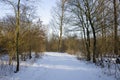 Dutch forest covered with snow with sunshine during wintertime Royalty Free Stock Photo