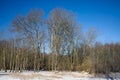 Dutch forest covered with snow with sunshine during wintertime Royalty Free Stock Photo