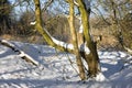 Dutch forest covered with snow with sunshine during wintertime Royalty Free Stock Photo