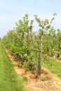 Landscape with Dutch fruit industries, Betuwe, Netherlands