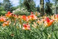 Dutch garden with colorful blooming Hemerocallis