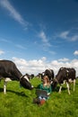 Dutch girl in field with cows