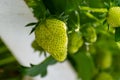 Dutch glass greenhouse, cultivation of strawberries, rows with growing strawberries plants Royalty Free Stock Photo