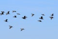 Flight of great cormorants, Rammelwaard, Holland