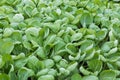 Dutch greenhouse with closeup cultivated vegetables (Bok Choy taisai)