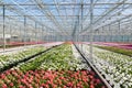 Greenhouse with colorful geranium plants