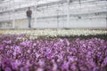 Dutch greenhouse with mass cultivation of pink orchids in holland Royalty Free Stock Photo