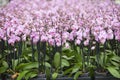 Dutch greenhouse with mass cultivation of pink orchids in holland Royalty Free Stock Photo