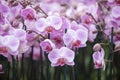 Dutch greenhouse with mass cultivation of pink orchids in holland Royalty Free Stock Photo