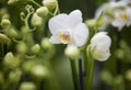 Dutch greenhouse with mass cultivation of pink orchids in holland Royalty Free Stock Photo