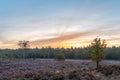 Dutch Heath landscape in autumn colors Royalty Free Stock Photo