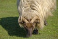 Dutch Heather sheep on a field, eating grass, portret of horned head. Springtime in the sun., Friesland, the Netherlands