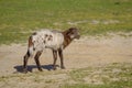 Dutch Heather sheep lamb on a sunny morningin sping, walk and play in the grass, small horns on the top. Friesland, the Royalty Free Stock Photo