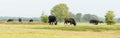 Dutch herd of taurus bull grazing in the Maashorts during spring