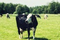 Dutch Holstein black and white cow in a meadow Royalty Free Stock Photo