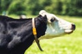 Dutch Holstein black and white cow in a meadow Royalty Free Stock Photo