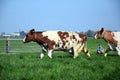 Dutch Holstein cow in farmers stable