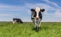 Dutch Holstein cow standing in the grass Royalty Free Stock Photo