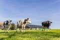 Dutch holstein cows at a farm in Gaasterland Royalty Free Stock Photo