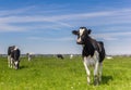 Dutch Holstein cows in the farmland near Groningen Royalty Free Stock Photo