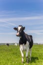 Dutch Holstein cows in the farmland near Groningen Royalty Free Stock Photo