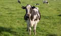 Dutch Holstein Zwartbont cow