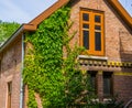 Dutch home with windows and ivy growing on the wall, classical architecture from the Netherlands Royalty Free Stock Photo