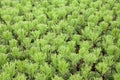 Dutch horticulture with cypresses in a greenhouse