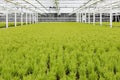 Dutch horticulture with cypresses in a greenhouse