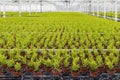 Dutch horticulture with cypresses in a greenhouse