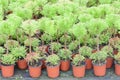 Dutch horticulture with cypresses in a greenhouse