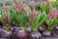 Common Hyacinth Hyacinthus Pink Pearl, pink budding flower