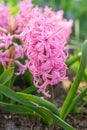 Common Hyacinth Hyacinthus Pink pearl, bright pink flower