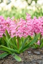 Common Hyacinth Hyacinthus Pink pearl, fuchsia-pink flowers