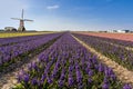 Dutch hyacinthe bullb farm